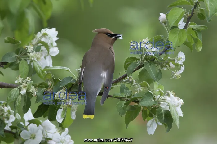 : Cedar Waxwing eating apple petals : Cedar Waxwing eating apple petals