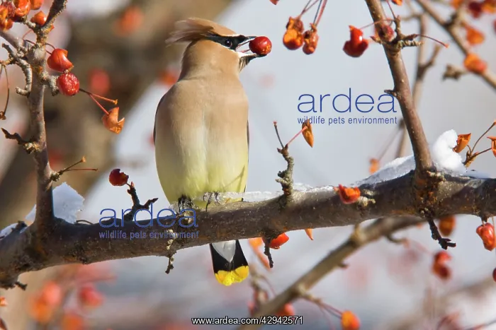 : Cedar Waxwing - eating crab apples : Cedar Waxwing - eating crab apples