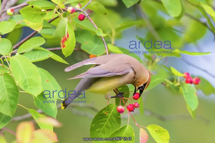 : Cedar waxwing eating serviceberry, Marion County, Illinois : Cedar waxwing eating serviceberry, Marion County, Illinois