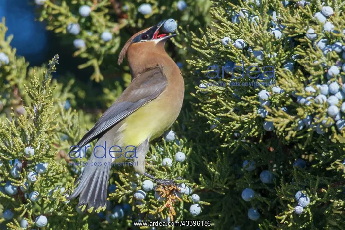: Cedar waxwing feasting on juniper berries in the : Cedar waxwing feasting on juniper berries in the