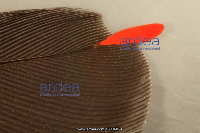 : Cedar Waxwing Feather : Cedar Waxwing Feather