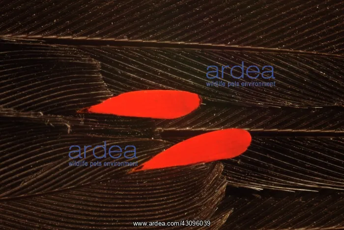 : Cedar Waxwing Feather : Cedar Waxwing Feather