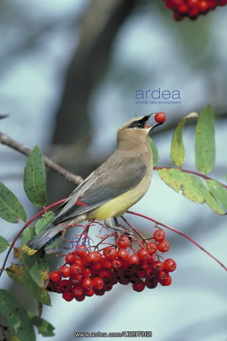 : Cedar waxwing feeding on mountain ash berries : Cedar waxwing feeding on mountain ash berries