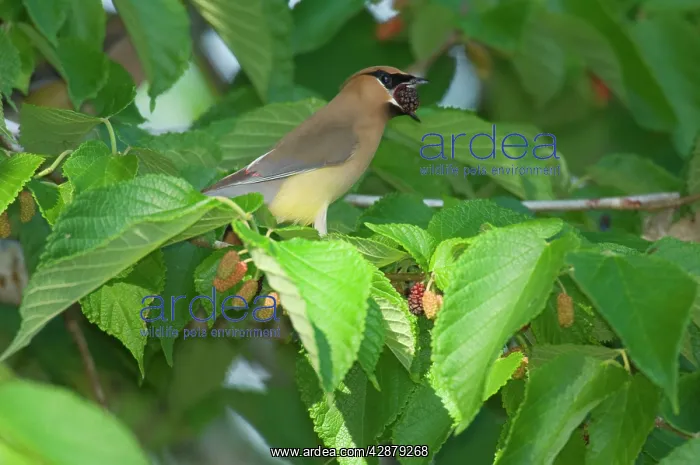 : Cedar Waxwing - Feeding in mulberry tree, May : Cedar Waxwing - Feeding in mulberry tree, May