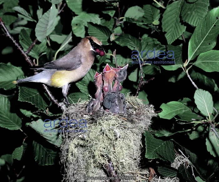 : Cedar Waxwing feeding young : Cedar Waxwing feeding young