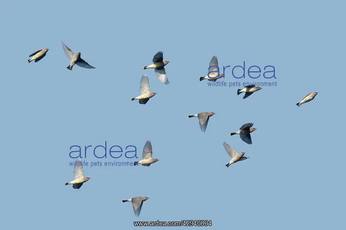 : Cedar Waxwing - flock in fall migration : Cedar Waxwing - flock in fall migration