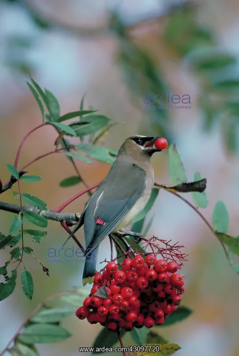 : Cedar Waxwing holds ash berry : Cedar Waxwing holds ash berry