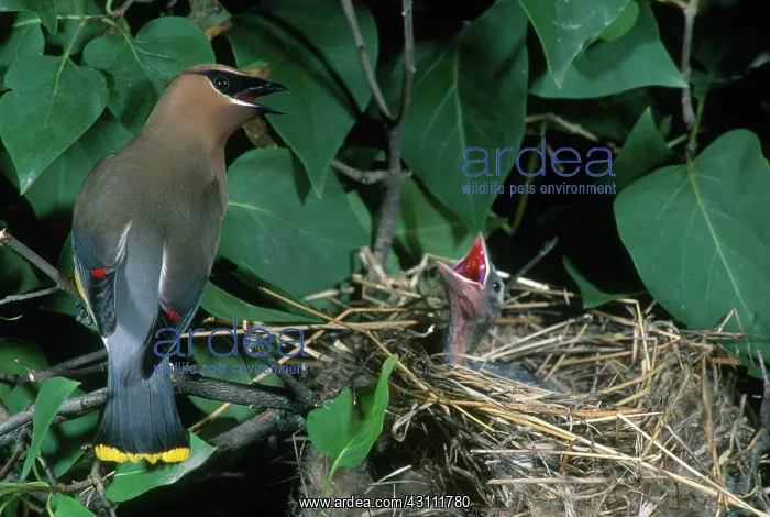 : Cedar Waxwing at Nest : Cedar Waxwing at Nest