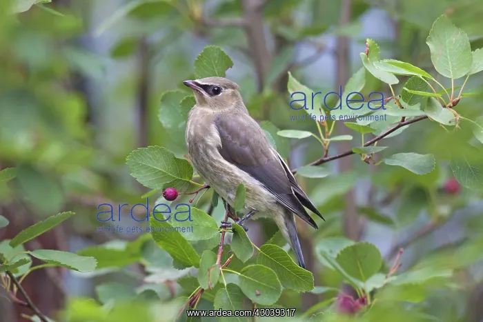 : Cedar Waxwing young : Cedar Waxwing young