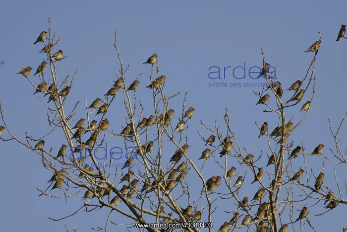 : Cedar Waxwings : Cedar Waxwings