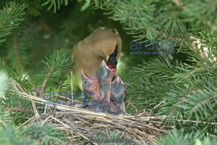 : Cedar Waxwings : Cedar Waxwings
