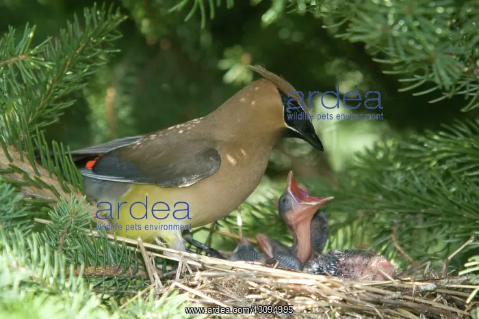 : Cedar Waxwings : Cedar Waxwings