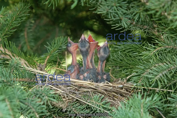 : Cedar Waxwings : Cedar Waxwings
