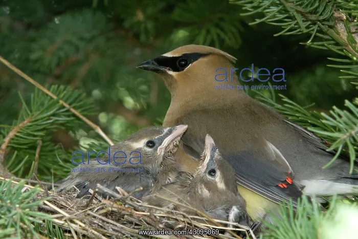 : Cedar Waxwings : Cedar Waxwings