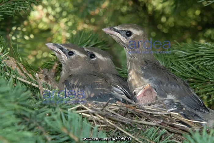 : Cedar Waxwings : Cedar Waxwings