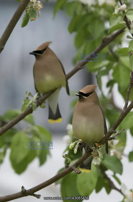 : Cedar Waxwings in Apple Tree : Cedar Waxwings in Apple Tree