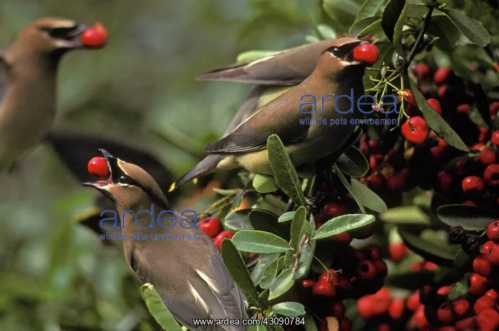 : Cedar Waxwings eating berries : Cedar Waxwings eating berries