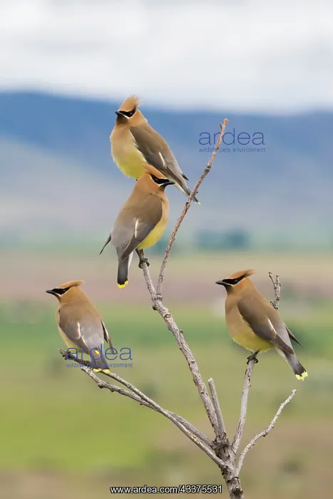 : Cedar waxwings, spring migration : Cedar waxwings, spring migration