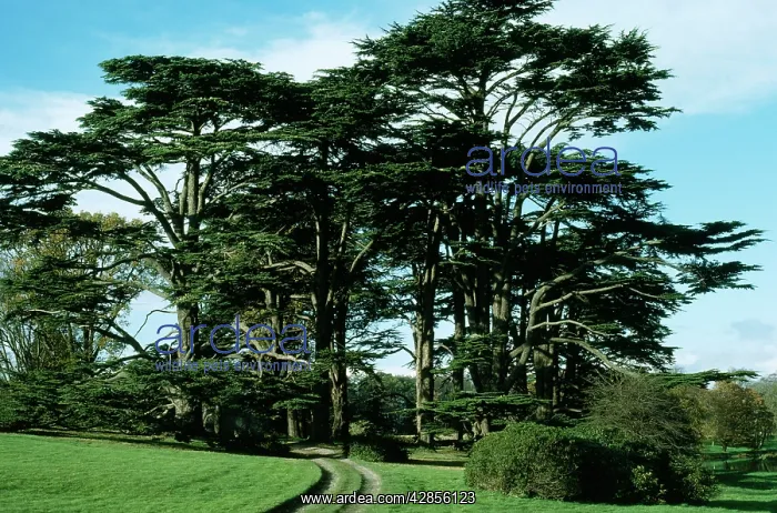 : CEDARS OF LEBANON : CEDARS OF LEBANON