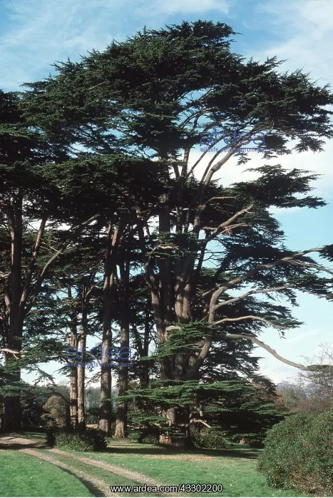 : CEDARS OF LEBANON : CEDARS OF LEBANON