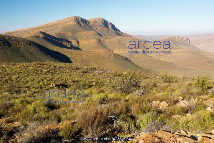: The Cederberg Mountains, Cederberg Wilderness Area : The Cederberg Mountains, Cederberg Wilderness Area