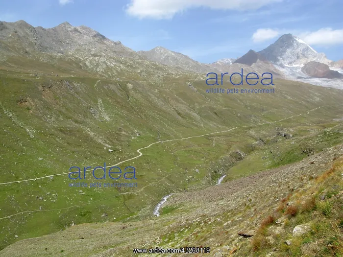 : Ceduc vally leads to Pizzini hut (2706 m) : Ceduc vally leads to Pizzini hut (2706 m)