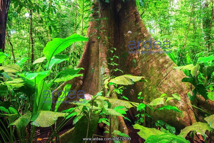 : Ceiba tree, Carara National Park, Puntarenas Province, Costa : Ceiba tree, Carara National Park, Puntarenas Province, Costa