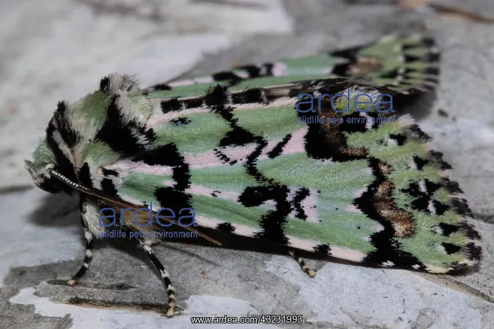 : Celadon owl butterfly sitting on tree trunk seen : Celadon owl butterfly sitting on tree trunk seen