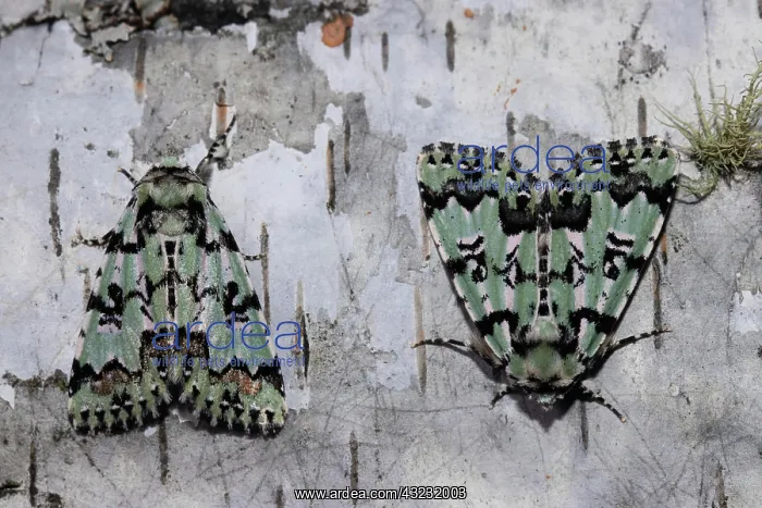 : Celadon owl two moths sitting next to each other : Celadon owl two moths sitting next to each other