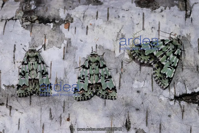: Celadon owl three moths sitting next to each other : Celadon owl three moths sitting next to each other
