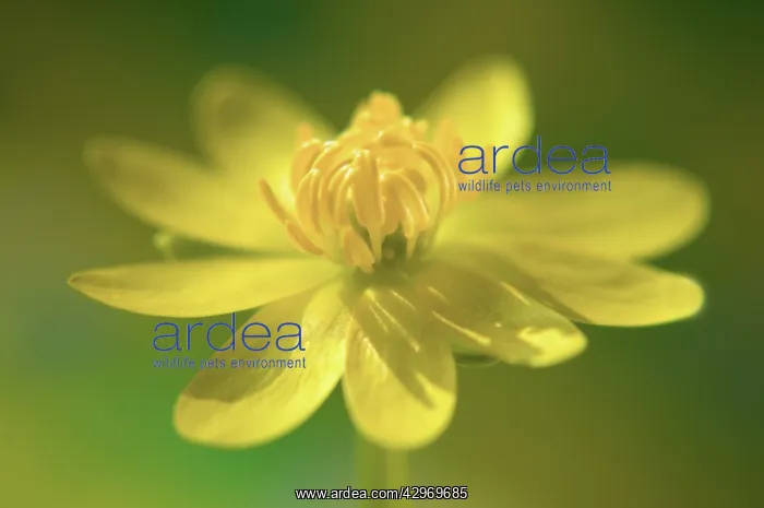  : Celandine, Ranunculus ficaria
