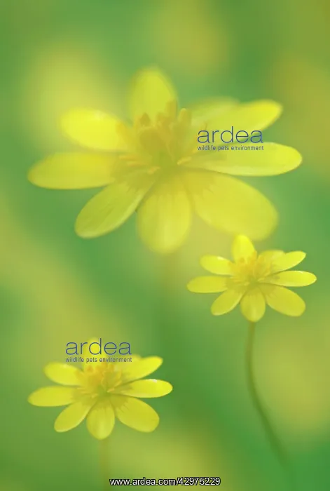 : Celandine, Ranunculus ficaria : Celandine, Ranunculus ficaria