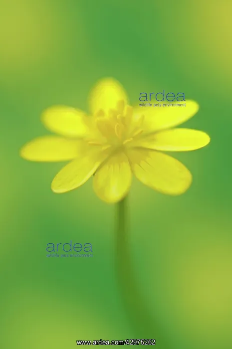 : Celandine, Ranunculus ficaria : Celandine, Ranunculus ficaria