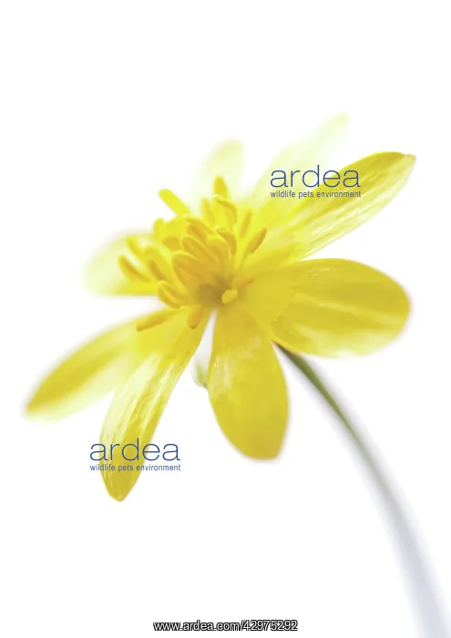 : Celandine, Ranunculus ficaria : Celandine, Ranunculus ficaria
