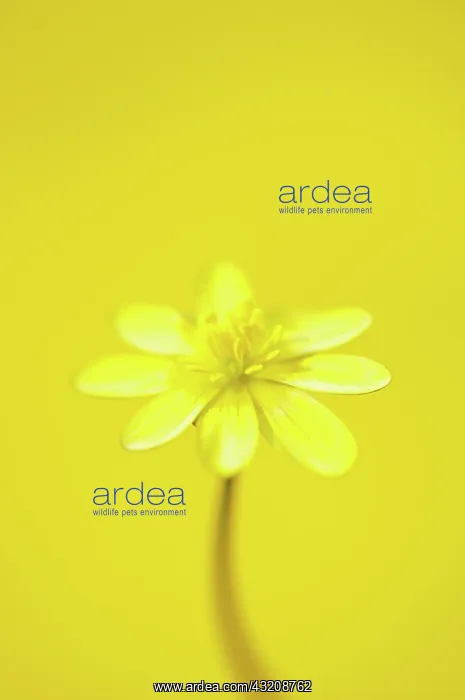 : Celandine, Ranunculus ficaria : Celandine, Ranunculus ficaria