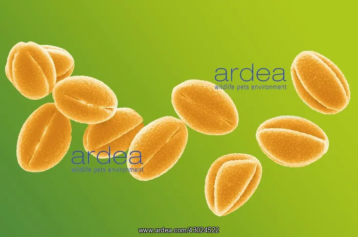 : Celandine Pollen : Celandine Pollen