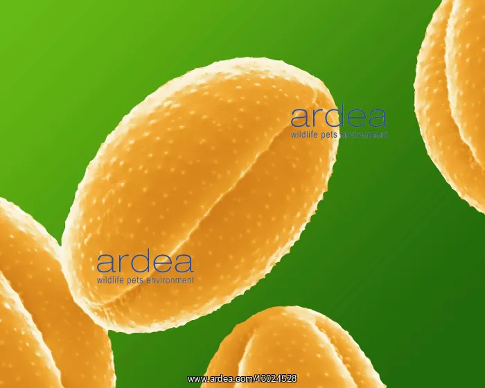 : Celandine Pollen : Celandine Pollen