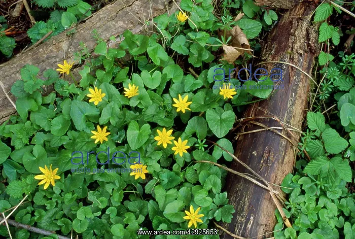 : Celandine - on woodland floor : Celandine - on woodland floor