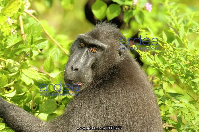 : Celebes Crested Macaque : Celebes Crested Macaque