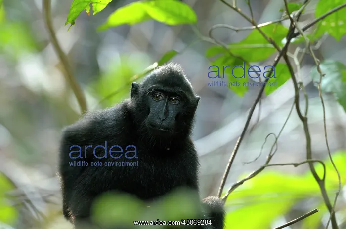  : Celebes Crested Macaque