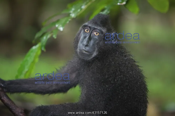 : Celebes Crested Macaque : Celebes Crested Macaque