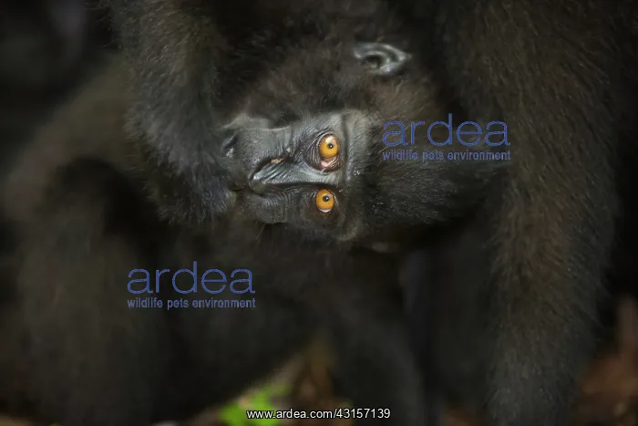  : Celebes Crested Macaque