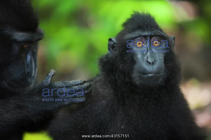 : Celebes Crested Macaque : Celebes Crested Macaque