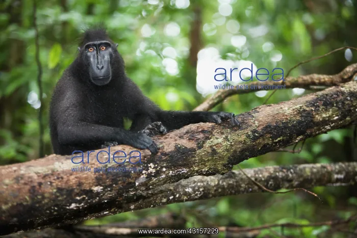 : Celebes Crested Macaque : Celebes Crested Macaque