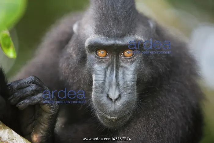 : Celebes Crested Macaque : Celebes Crested Macaque