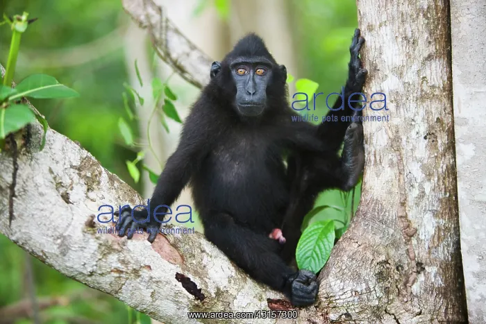 : Celebes Crested Macaque : Celebes Crested Macaque