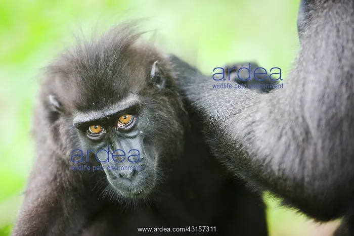: Celebes Crested Macaque : Celebes Crested Macaque
