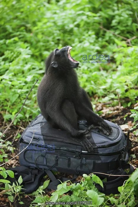 : Celebes Crested Macaque : Celebes Crested Macaque