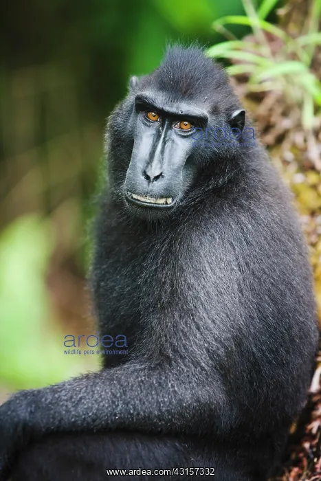 : Celebes Crested Macaque : Celebes Crested Macaque