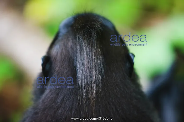 : Celebes Crested Macaque : Celebes Crested Macaque